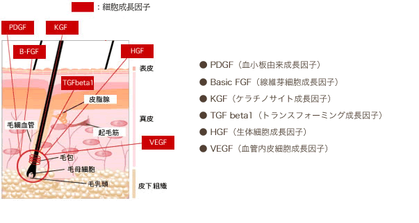 HARGカクテル内の様々な成長因子が毛包に働きかけていきます。