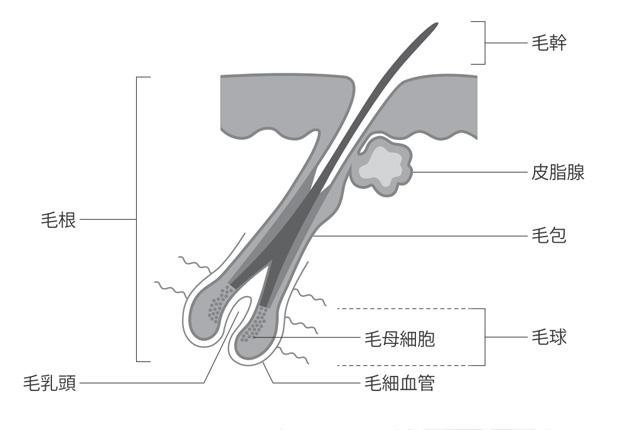 毛包の構造