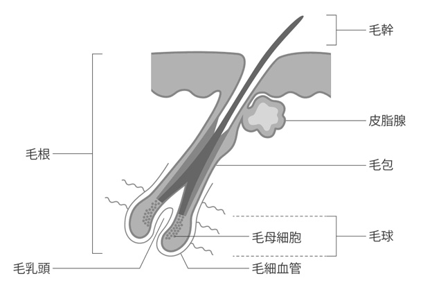ヘアーバース注射の効果